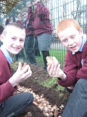 P5/6 Planting Bulbs