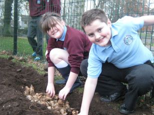 Primary 5/6 Planting Bulbs