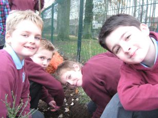 Primary 5/6 Planting Bulbs