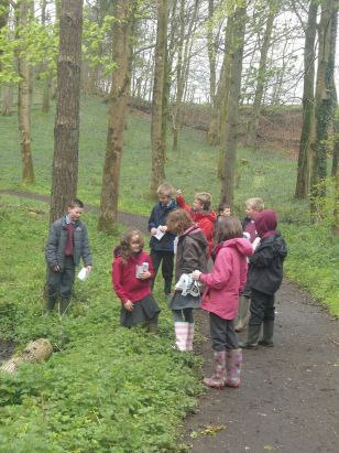 P5 Identifying trees & flowers in Portglenone Forest